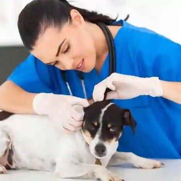 WestWay Immigration Services - Medical Professionals - Veterinary Physician